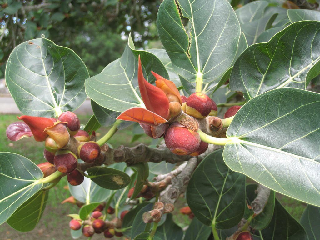 Ficus rumphii White margin Leaf