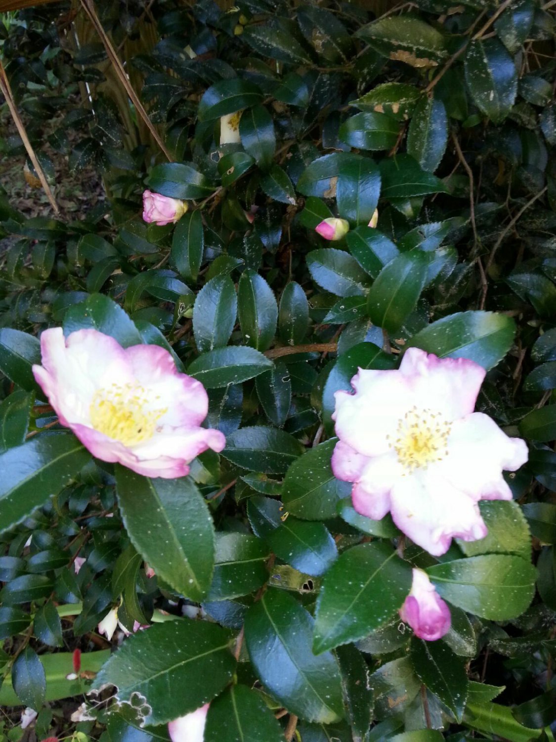 5 Camellia Sasanqua White With Pink Unknown Variety Shrub Seeds #GRE03