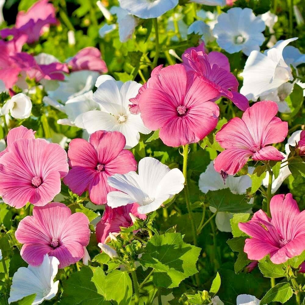 100+ Rose Mallow Mix Seed #CDB03