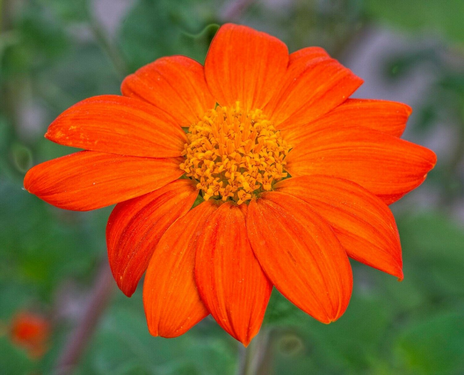 20 Mexican Sunflower Tithonia Speciosa Seeds GTL09