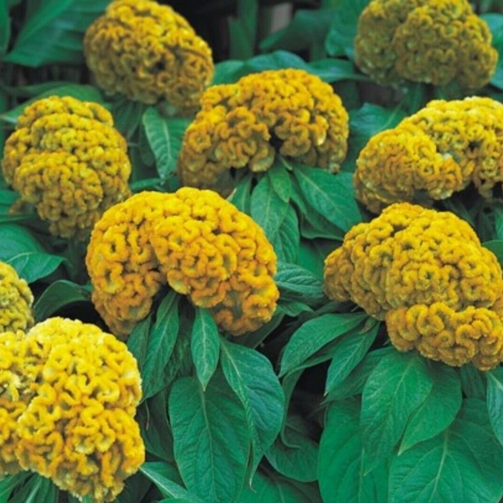 10 Celosia Argentea Cristata Yellow Cockscomb Seeds For Planting #REG