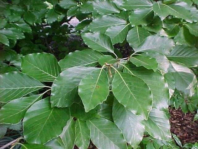 5 Fagus sylvatica EUROPEAN BEECH TREE  #REG