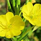 500 Common Evening Primrose Flower Seeds