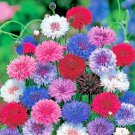 500 Cornflower Bachelor Button Mixed Flower Seeds