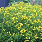 500 Great St. Johns Wort Herb Seeds