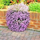 500 Pink Rock Soapwort Flower Seeds