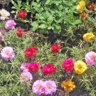 500 Portulaca Rose Moss Mix Flower Seeds