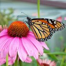 500 Purple Coneflower Flower Seeds