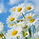 500 Shasta Daisy Flower Seeds