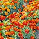 500 Sparky Mix Dwarf French Marigold Flower Seeds