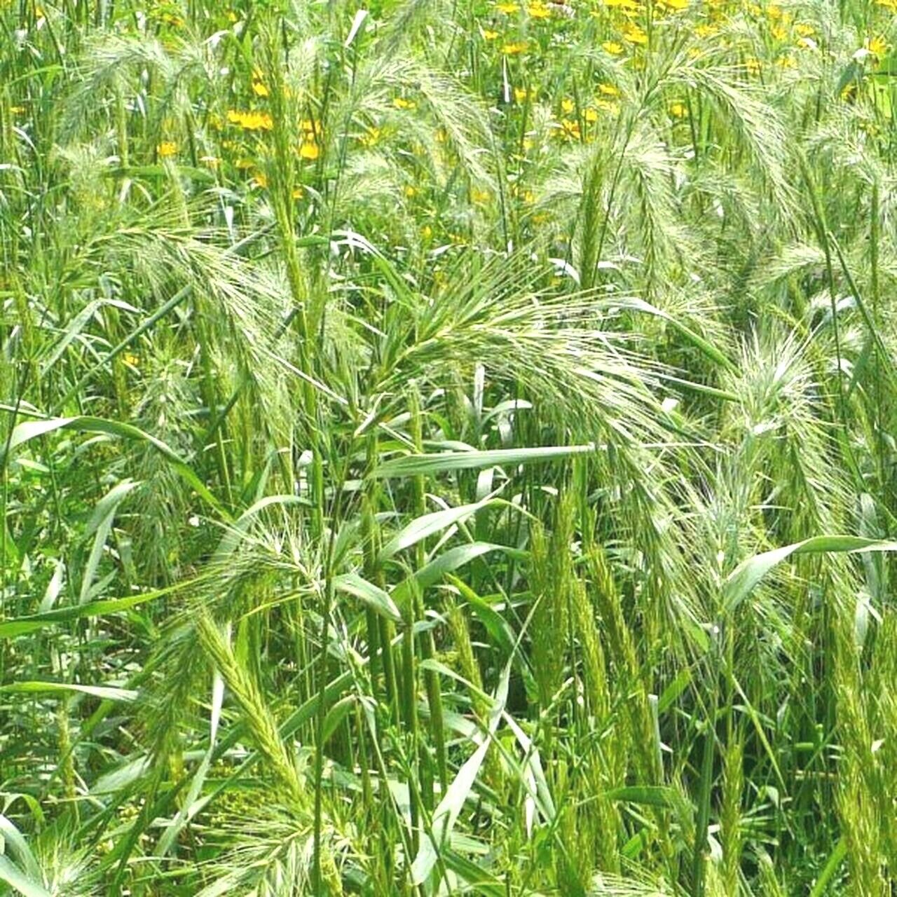 500 Virginia Eastern Wild Rye Grass Native Prairie Bunchgrass Seeds
