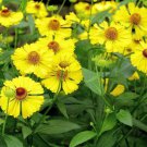 501 Autumn Sneezeweed Flower Seeds