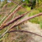 501 Big Bluestem Ornamental Grass Seeds