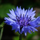 501 Blue Cornflower Flower Seeds