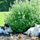 501 Catnip Cat Sedative Herbal Fly/Mosquito Repellent Containers/Garden Flower Seeds
