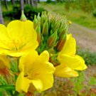 501 Common Evening Primrose Flower Seeds