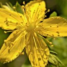 501 Great St. Johns Wort Flower Seeds