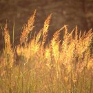 501 Indian Grass Ornamental Grass Seeds