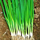 501 Japanese Evergreen Bunching Green Onion Vegetable Seeds