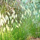 501 Little Bluestem Ornamental Grass Seeds