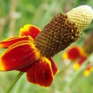 501 Mexican Hat Flower Seeds