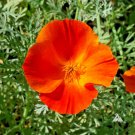 501 Mikado California Poppy Flower Seeds