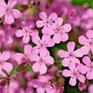501 Pink Rock Soapwort Flower Seeds