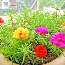 501 Portulaca Rose Moss Mix Flower Seeds
