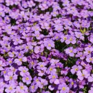 501 Purple Rockcress Flower Seeds