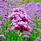 501 Purpletop Vervain Flower Seeds