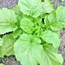 601 Florida Broadleaf Mustard Greens Vegetable Seeds