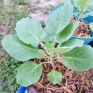 601 Georgia Collard Greens Vegetabel Seeds