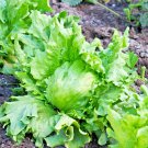 601 Great Lakes Batavian Head Lettuce Vegetable Seeds