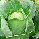 601 Jersey Wakefield Cabbage Vegetable Seeds