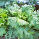 601 Michihili Cabbage Vegetable Seeds