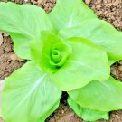 601 Sugar Loaf Endive Chicory Vegetable Seeds