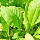601 Tendergreen Mustard Vegetable Seeds