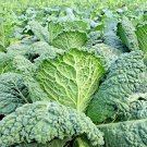 601 Vates Blue Curled Scotch Kale Vegetable Seeds
