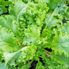 601Giant Curled Mustard Vegetable Seeds