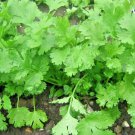 61 Cilantro Herb Seeds