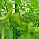 61 Cubanelle Sweet Pepper Vegetable Seeds