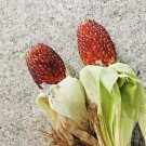 75 Red Strawberry Popcorn Vegetable Seeds