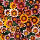 25 Gazania Splendens Mix Fresh Flower Seeds For Planting