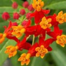 50 Bloodflower Sunset Flower Mexican Milkweed Fresh Seeds For Planting
