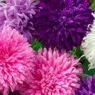 50 Giant California Aster Flower Fresh Seeds For Planting