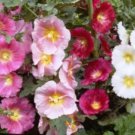 25 Hollyhock Single Mix Fresh Seeds For Planting