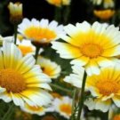 100 Garland Daisy Flowers Fresh Seeds For Planting