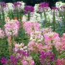 100 Fresh Spider Plant Mixed Flower Seeds For Planting