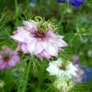50 Love In A Mist Flower Mixed Colors Fresh Seeds For Planting