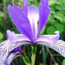 25 Wild Blue Iris Flower Fresh Seeds For Planting
